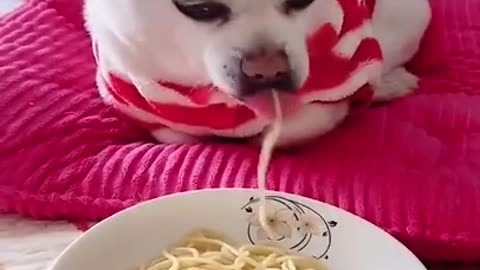 funny animal phần 35