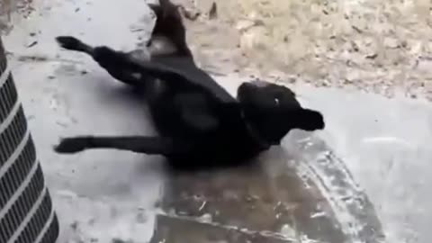 Puppy funny Fails