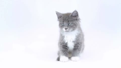 Cute Kitten