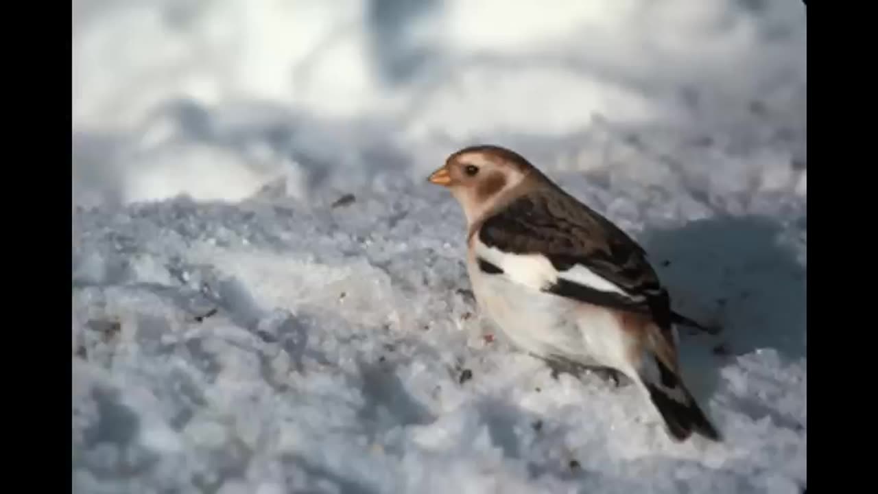 Paul Harvey A Christmas Story The Man And The Birds