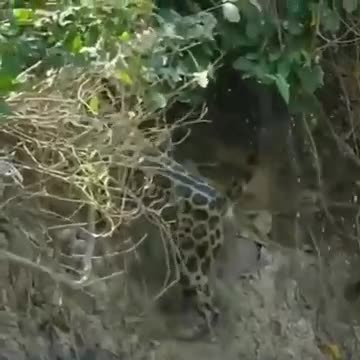 Cheetah catches and drops a crocodile in the water