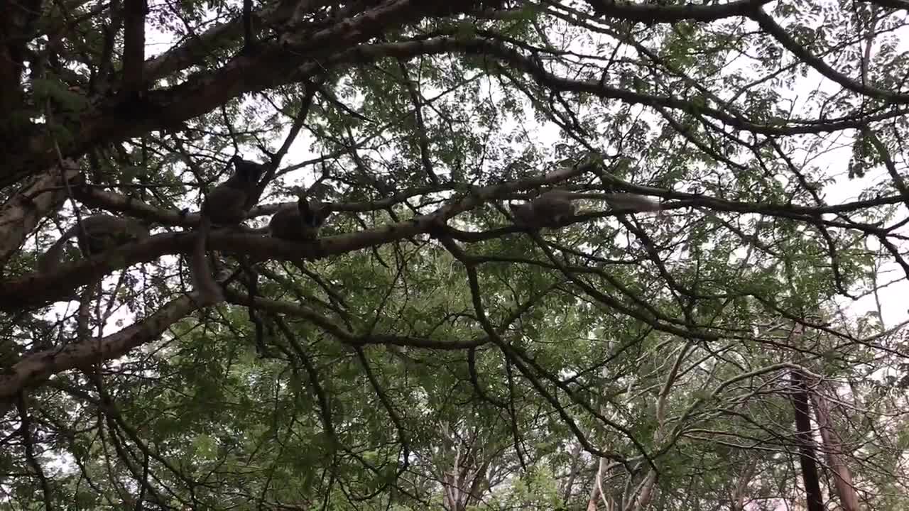 Family of galagos enjoy tasty sweet treats