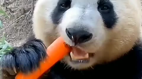 when the panda is eating deliciously