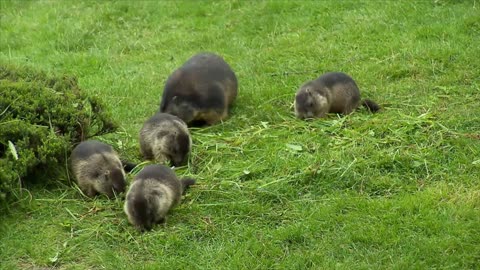 The "marmot granddad" of the Austrian Alps