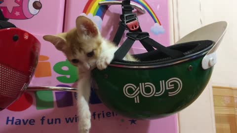 HELMET CAT Cute kitten plays with a safety helmet