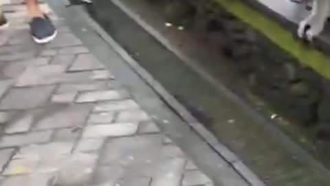 Mira gets bitten by a monkey1