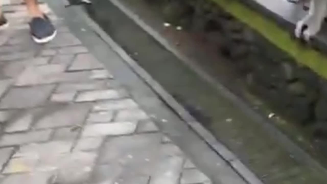 Mira gets bitten by a monkey1