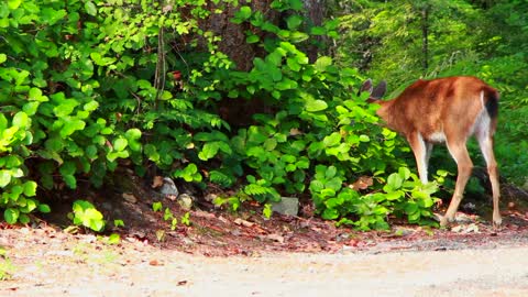 Deer Animal Food Eating Bushes Wilderness