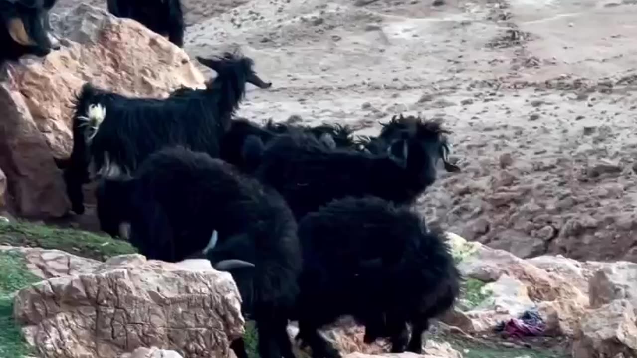 Goats spent time in the mountains