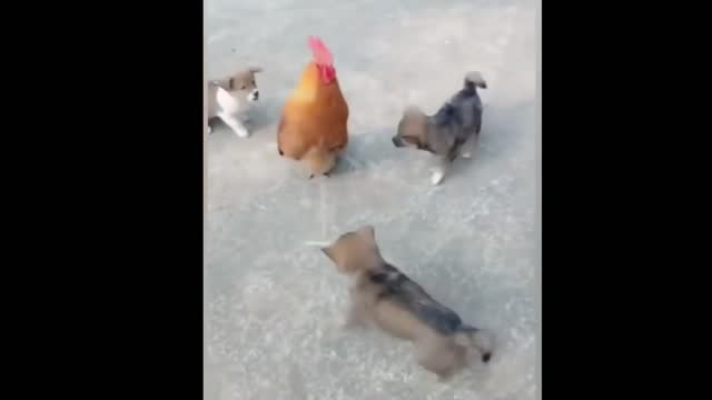 Chicken_VS_Dog_Fight | Funny_Dog_Fight_Videos