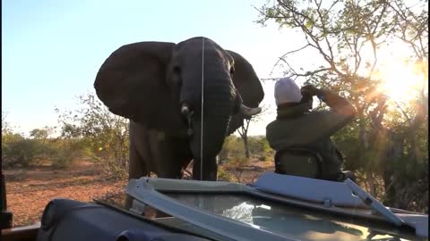 A Cameraman Stayed Still While An Elephant Is Inspecting Him