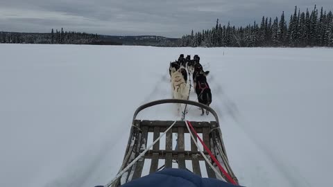 Dog sled ride in Fairbanks, AK