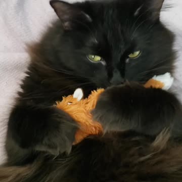 Bessie in Love - Reload -