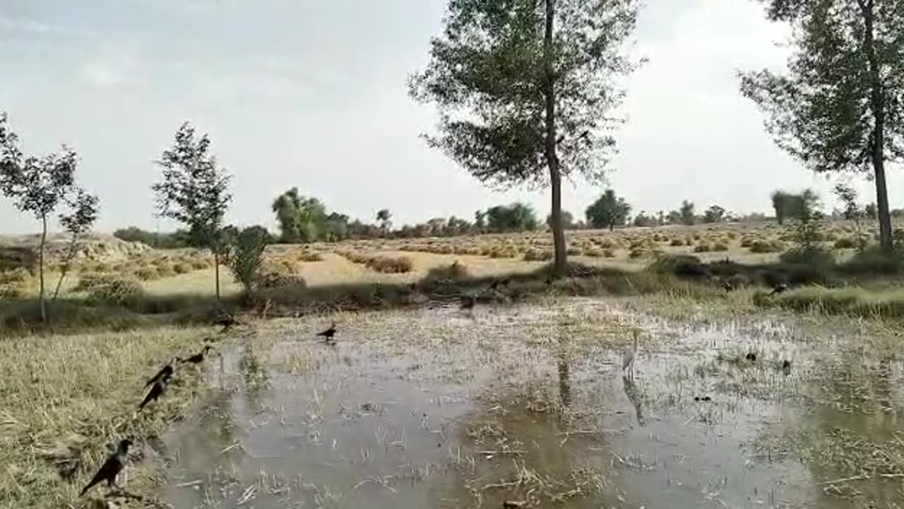 crows in wheat field