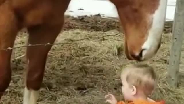 Gentle horse gives little boy kisses 😊