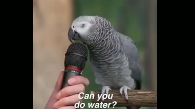 Einstein parrot taking amazing video