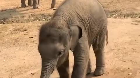 baby elephant taking Water