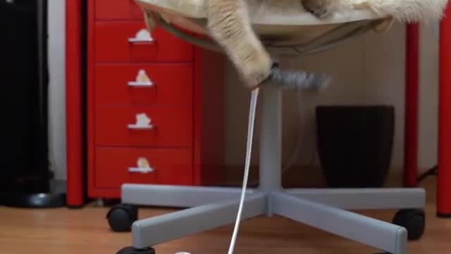 cat play with a tail machine