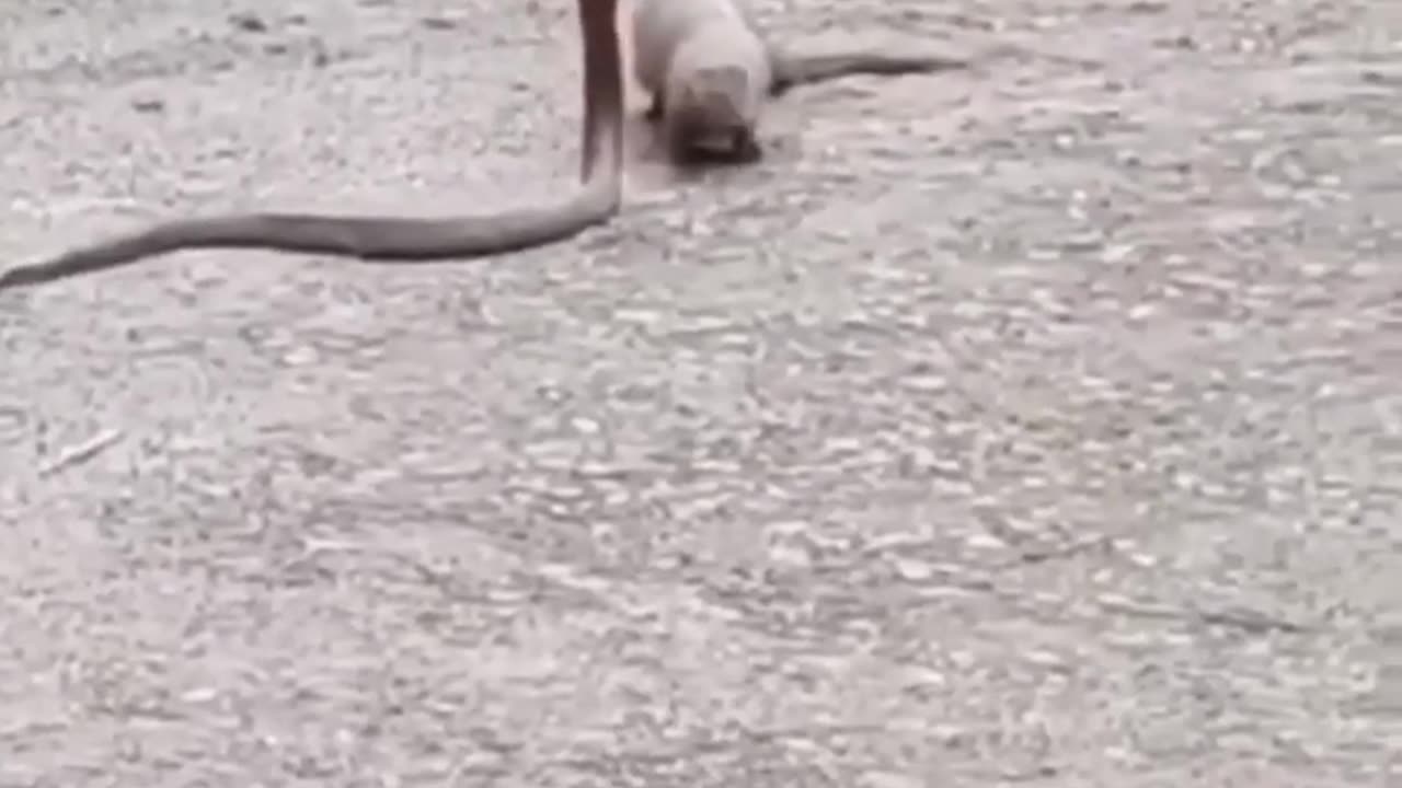 snake vs tiny animal.... deadly killed