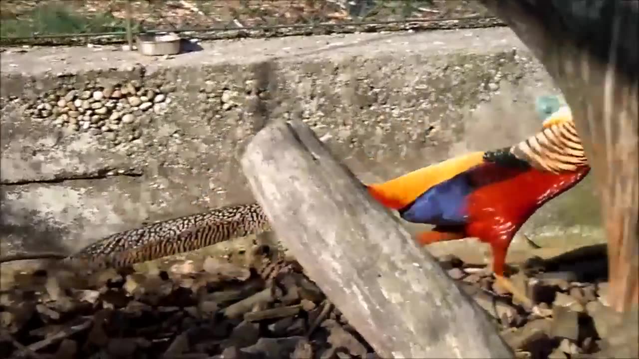 Beautiful Golden Pheasants and Wading Birds.mp4