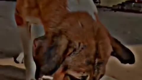 Dog lover