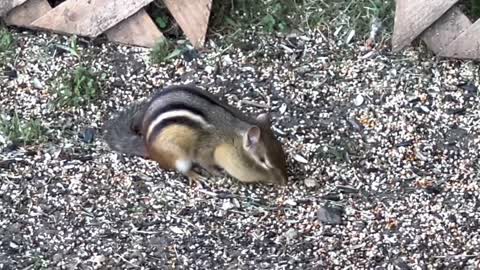 Backyard Chipmunk