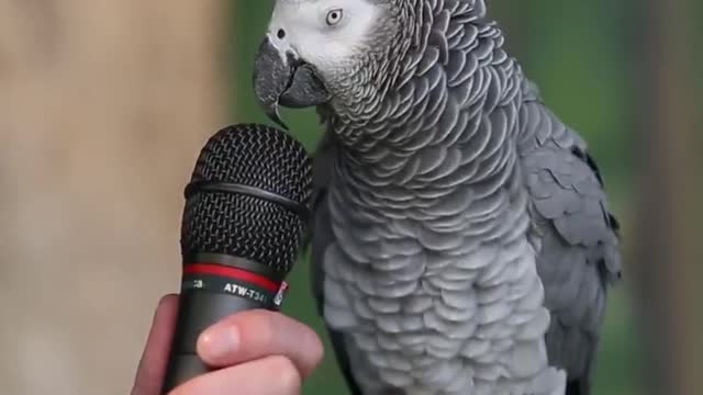 Cute Parrot talk funny