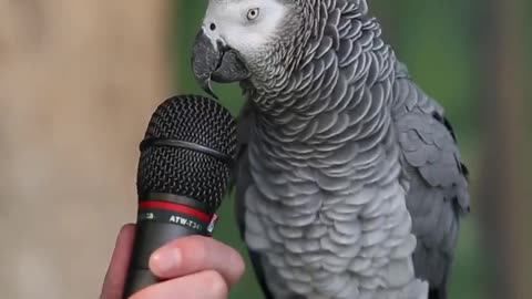 Cute Parrot talk funny