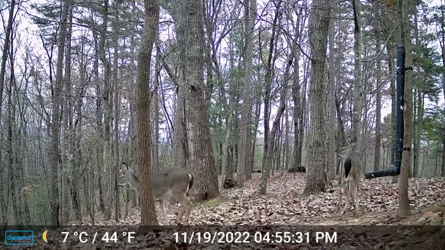 The Woods – 11/20/2022