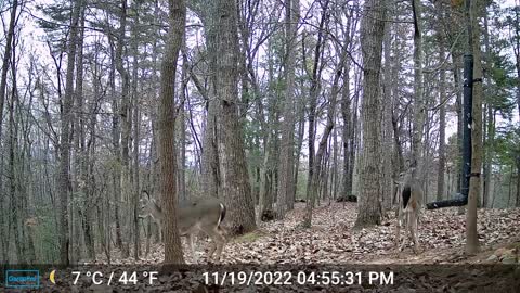The Woods – 11/20/2022