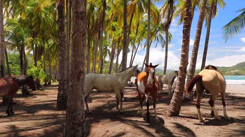 THE MOST BEAUTIFUL HORSES IN THE WORLD