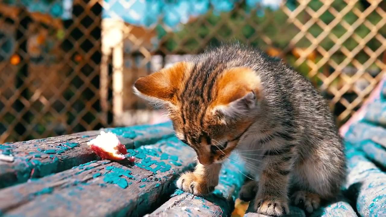 Funny cat video| Discovery animal||Funny video for animal