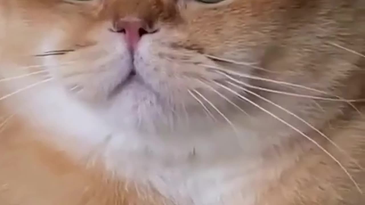 Cute Cat in Actions