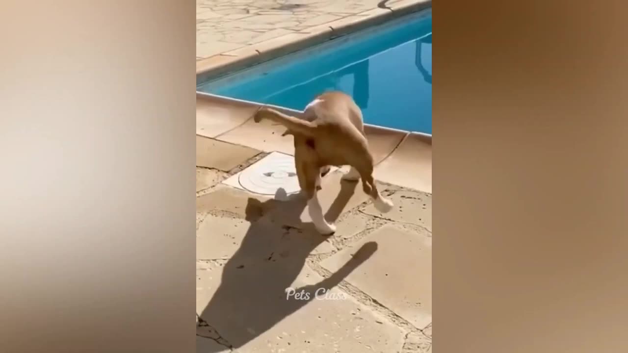 Cat and dog funny video