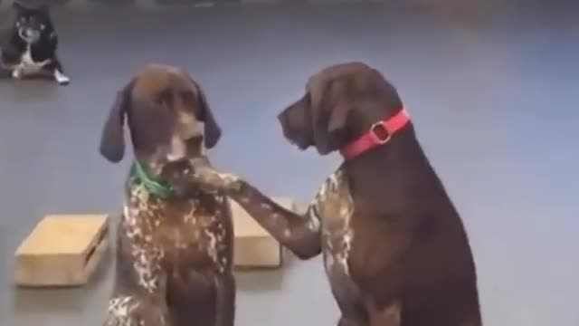 I’m Ruby, and I like to pet the other dogs at daycare.