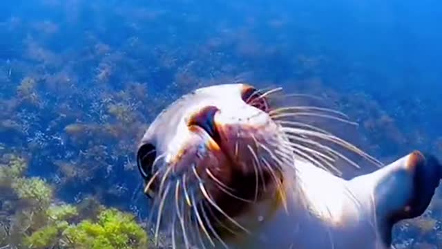 Just a friendly sea lion saying hello