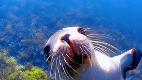 Just a friendly sea lion saying hello