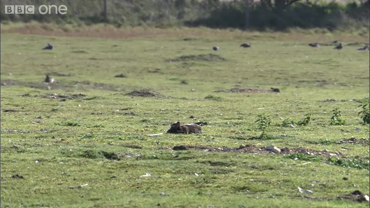 Stoat kills rabbit ten times