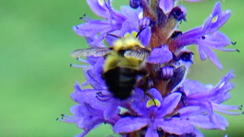 Pollination