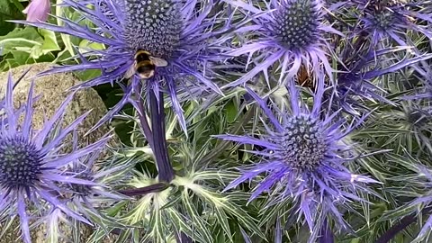 Westhill Bees Fat think sugar diabetes and exercise July 2023