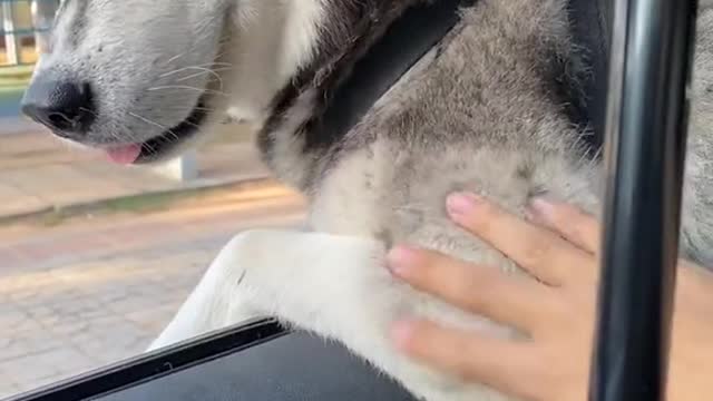 Interesting and funny Husky, the funny Husky stretched his head out of the window, and ignored its