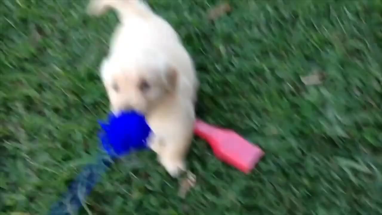 Que bonito perro 🤩 como jugar 🤩