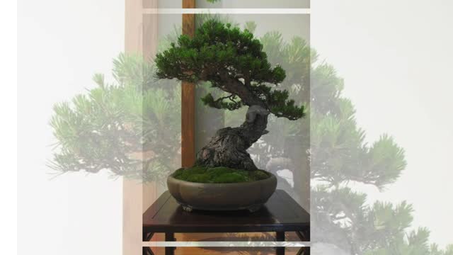 Style bonsai