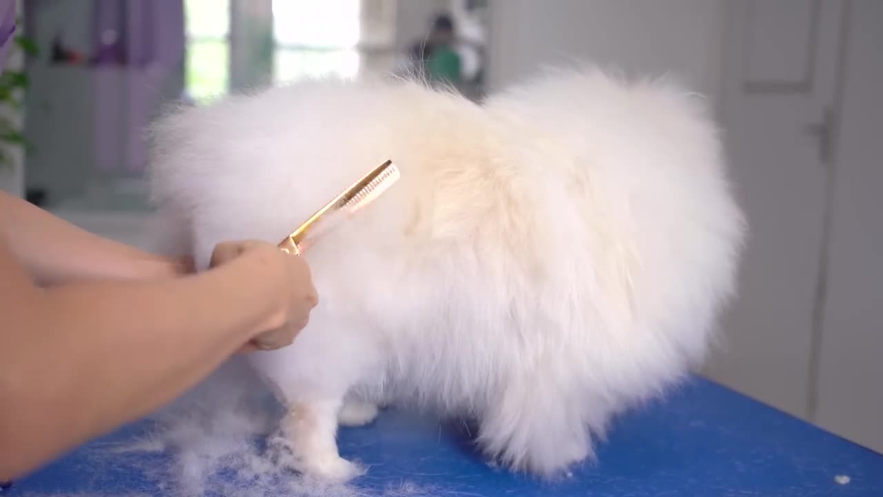 The groomer´s heart melts for this puppy!! 🐶❤️ so cute