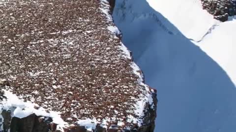 large trees at Antarctica