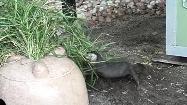 What's this little guy doing with all this grass