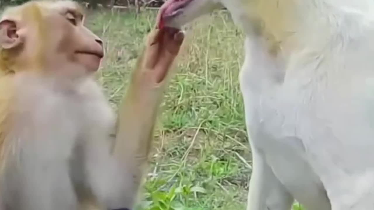 Funny Moments of Dog and Monkey Part 2