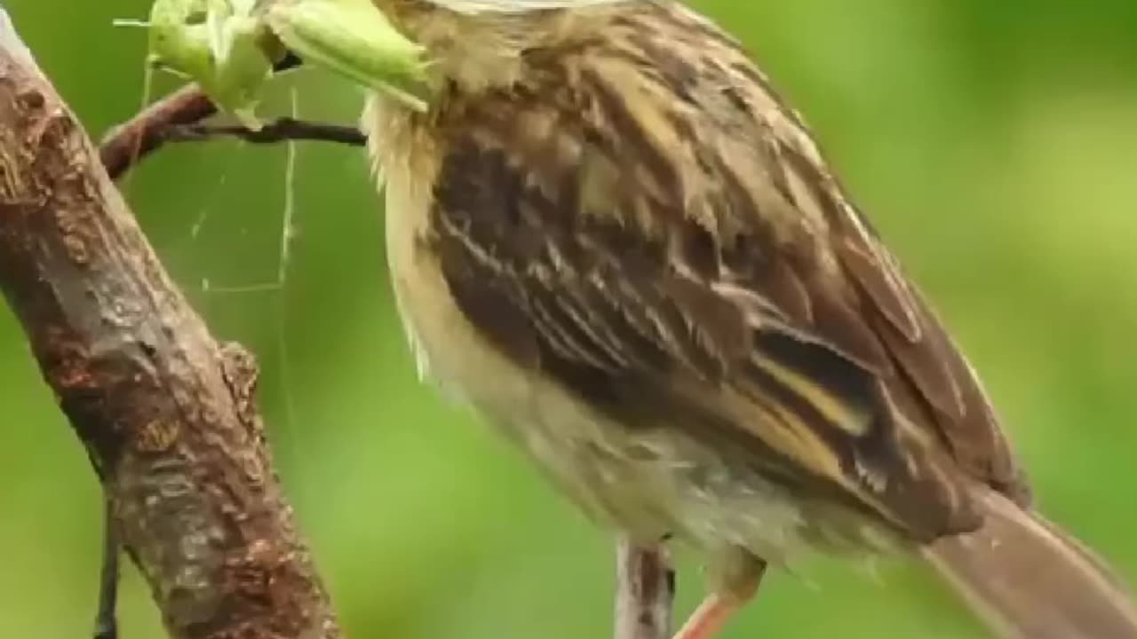 Not so hoppy grasshopper 🦗 #bird #grasshopper #spider
