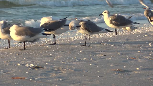 Seagulls at Beach