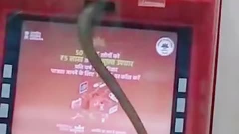 Snake in ATM